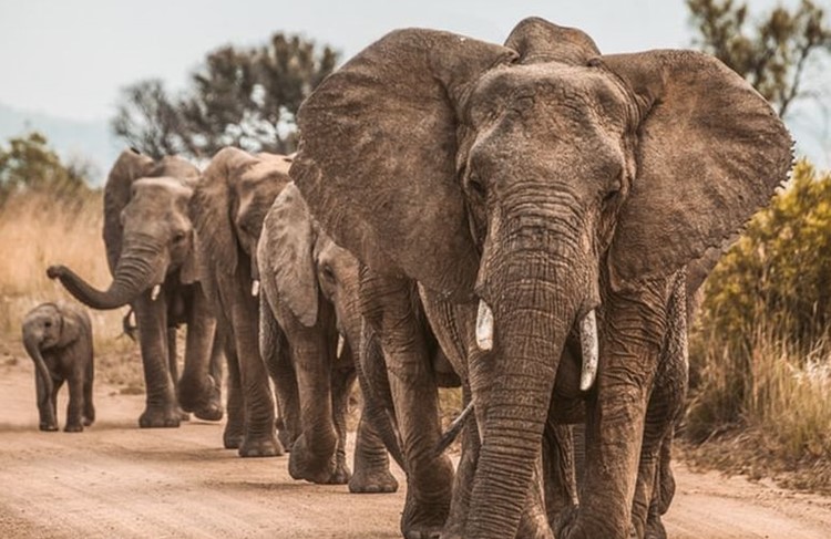 photo of Selous Game Reserve & Mikumi National Park